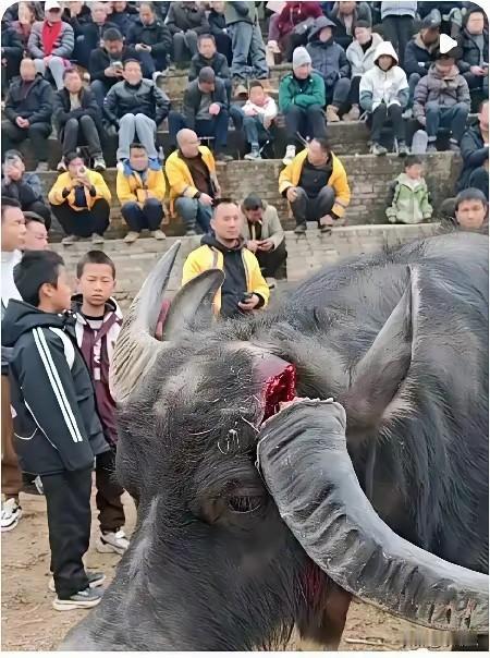 中国唯一，把水牛当成赚钱对赌的省份。给水牛打磨角，给水牛喝红牛，喝壮阳酒，已经