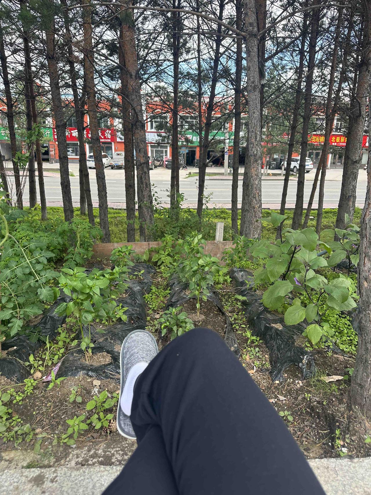一个人自驾第60天。今天在漠河，休息，躺平几天！感觉一个人自驾太久了，已经麻