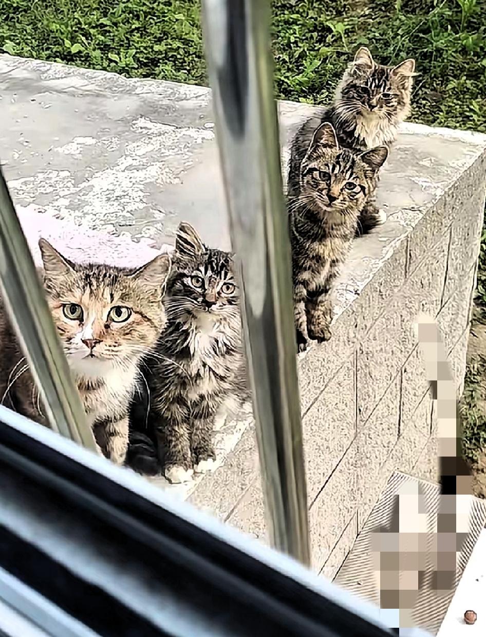 千万不要心软投喂小区里的流浪猫。它不仅会记住你，还会带着崽堵着你。上周