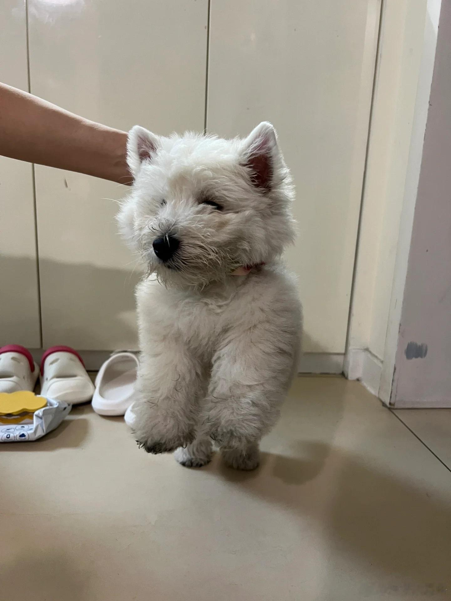 朋友说生了送他一只，该怎么回他❓​​​