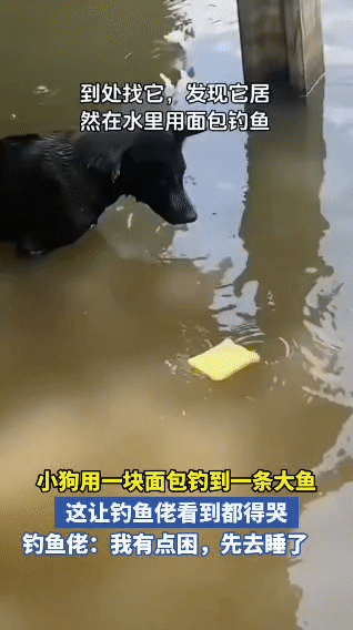 破防了！狗都比我会钓鱼。看到这视频后，我真的破防了。主人到处找自家的黑狗