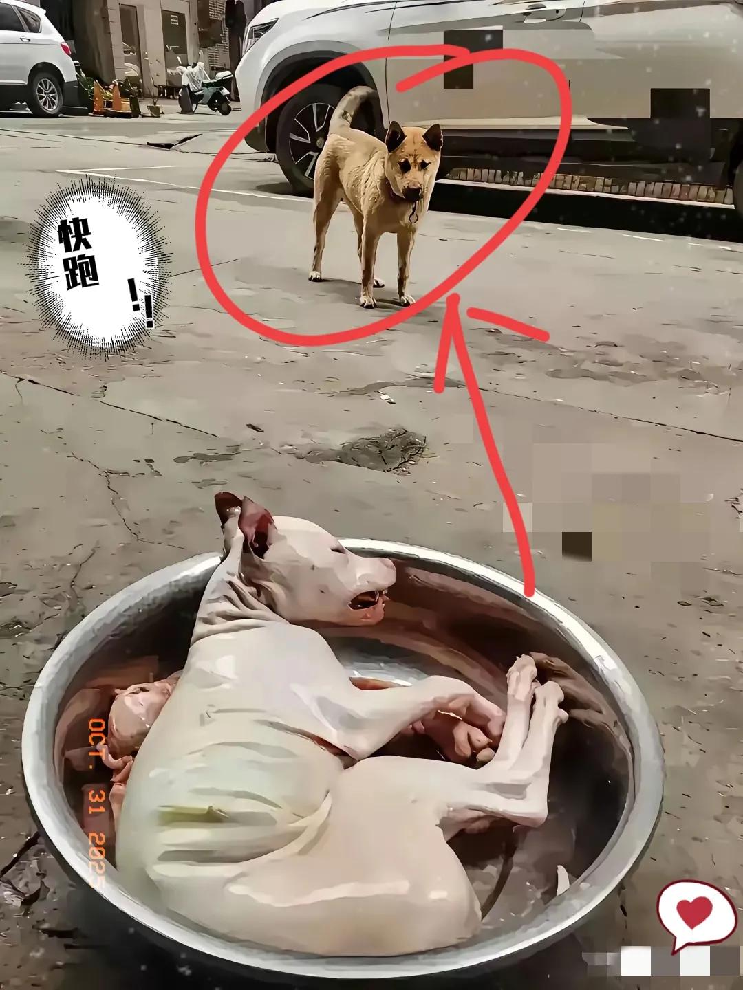 谁能想到啊,两条流浪狗相依为命的日子,说碎就碎了!黄狗刚被主人丢的时候,是黑