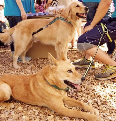 其实有许多国家都开始试着把流浪狗训练为工作犬,不但可以减少流浪