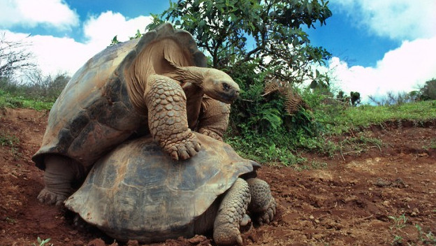 动物巨人症 你没见过的9种巨大动物