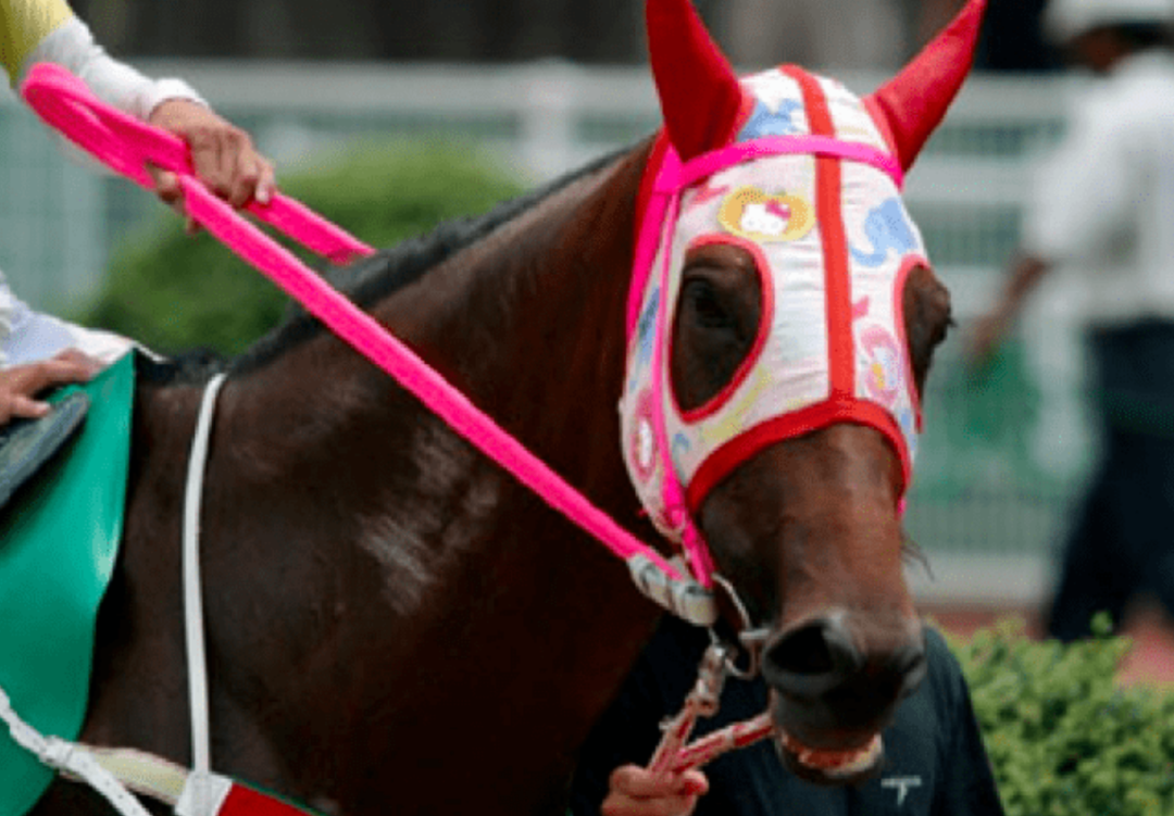 这部《失败者之光》纪录片,主人公其实是一匹名字叫作春乌拉拉的日本