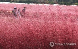 韓國忠南公州: 一見芒草便識秋 “粉色花海”又霸屏-圖2