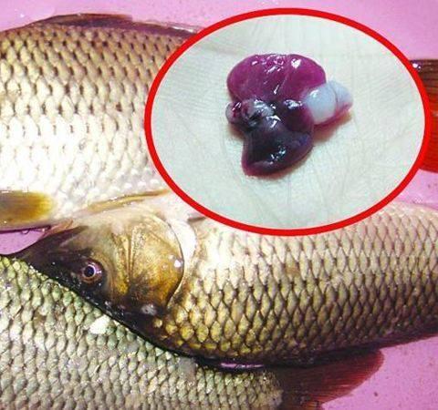 鱼身上这一物, 万万不能碰, 误吃一口毒性堪比砒霜, 快告诉家人!