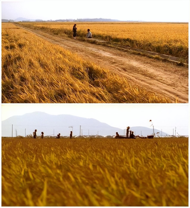 2023�Ȳ��������߷ֵ��Ӿ�, �Ĳ�������?