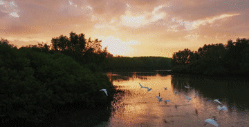 守护地球之肾：中国湿地保护的绿色奇迹