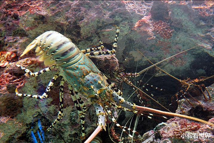 在海绵丛林中,贝加尔湖龙虾在里面生活并繁殖下一代.