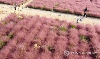 韓國忠南公州: 一見芒草便識秋 “粉色花海”又霸屏-圖7