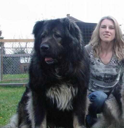 十大恶犬排名_十大恶犬排名介绍图(3)
