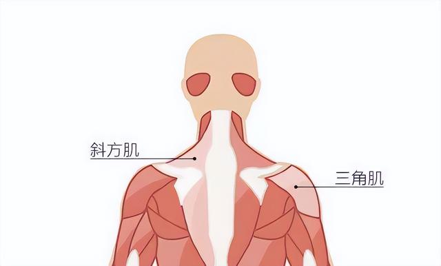 可以讓身材看起來更健壯;女生則要儘量避開斜方肌