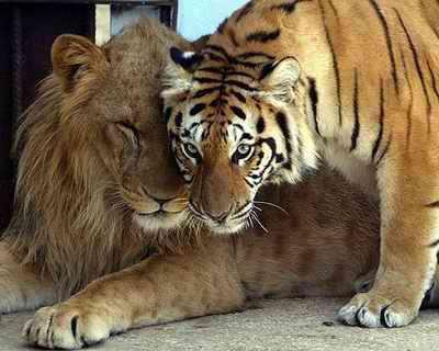 老虎和狮子谁厉害