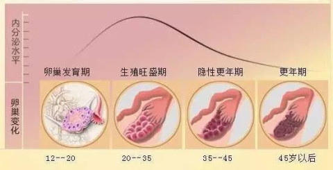 保養卵巢, 防止早衰