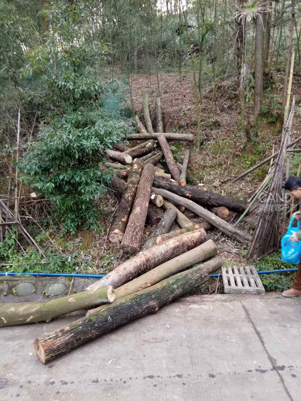 成都青年检察官路过山林发现盗伐木材 即刻追截