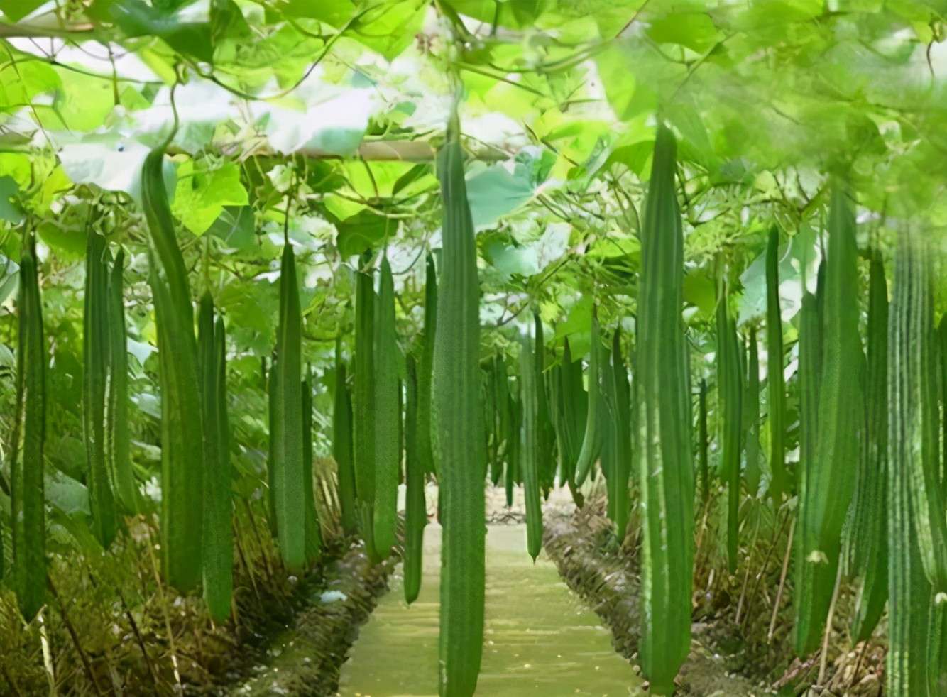 丝瓜花里面富含丰富的黄酮类物质,有美容养颜的功效,丝瓜根茎和藤枝里