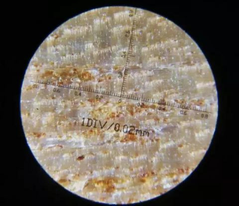 图为金丝楠木根雕平常状态下 显微镜下的金丝楠木根雕