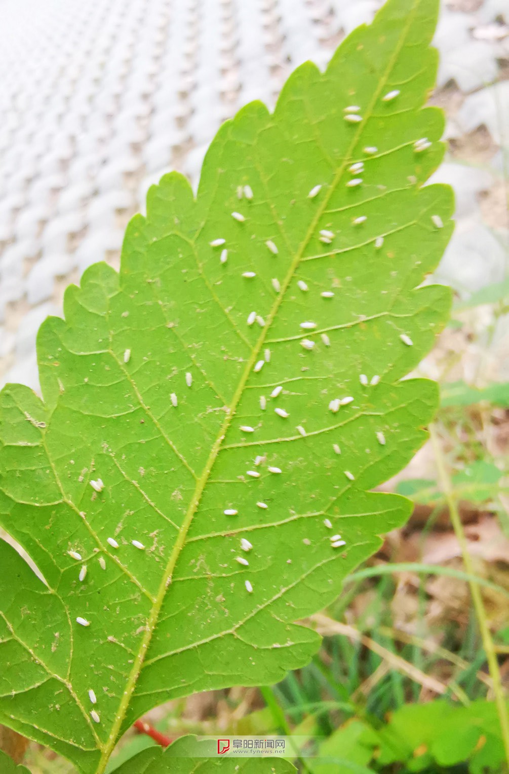 看上去像灰尘,实际是小飞虫_zzd_学生时代