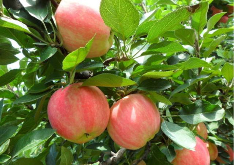 运城水果的名气和他那酸爽一样带劲 有苹果,有草莓 甜滋滋的