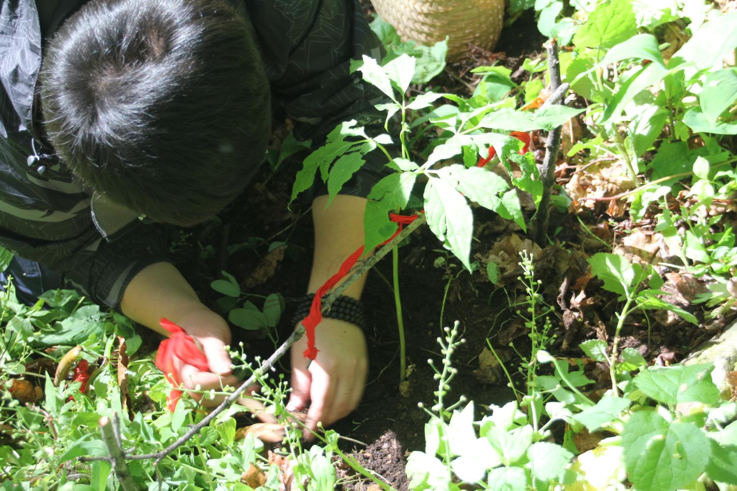 野山参为何珍贵?