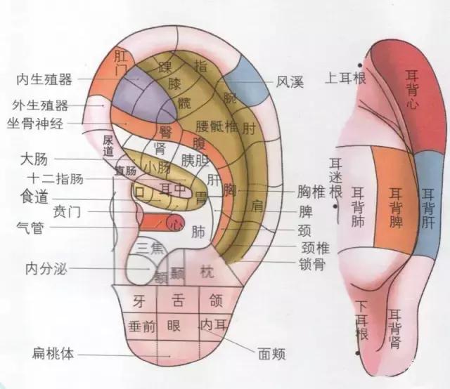 按这个地方一分钟, 长寿好几年, 现在就跟着动图学起来!