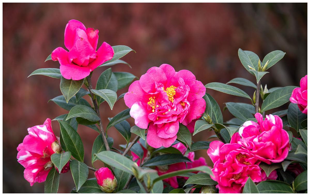 室内养花需注意,因为老话"花旺人不旺,那可以养的花有哪些?