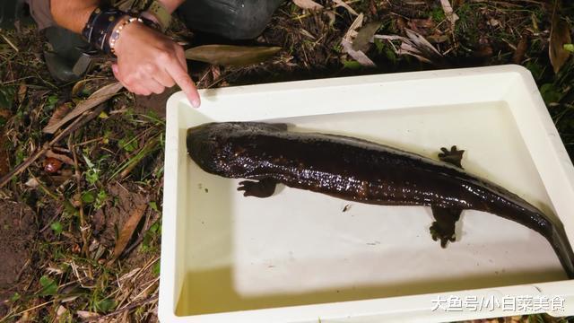 德爷抓到只8斤重"娃娃鱼", 被日本网友指责, 最后才知闹了乌龙