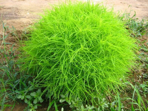 北京人小时候常见又叫不上名的植物, 太全了!