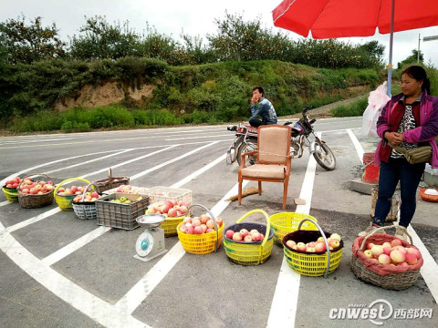 沿黄路开启致富门 客商汇聚忙"掘金"果农盼增收