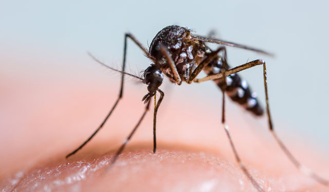 夏天蚊子会不会传播艾滋病毒?