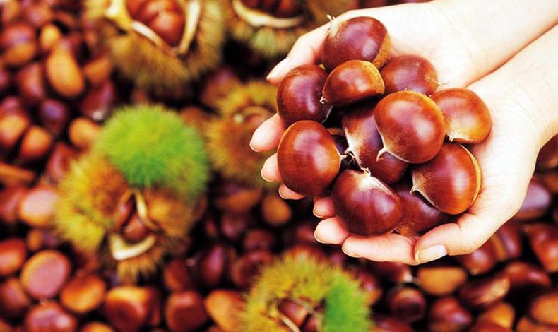 营养美味的坚果, 滋养补脑又解馋!