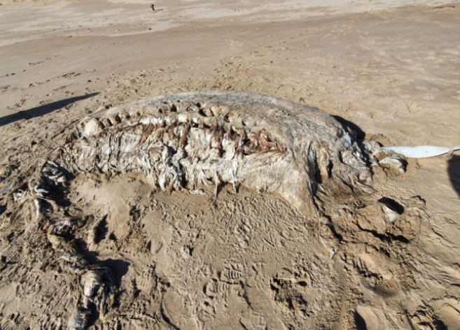 英國海灘現神秘海獸屍體: 重4噸, 無頭無四肢-圖1