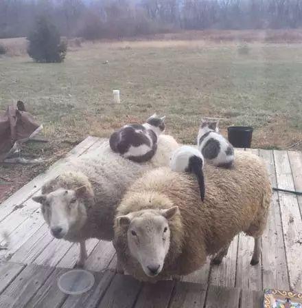 这猫跟农场里的羊们是好朋友, 每天暖暖的