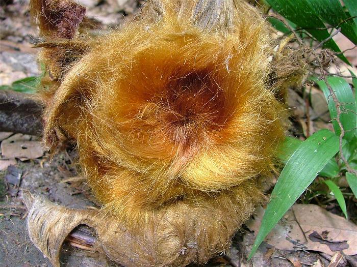 大树底下的"猴毛头"现为国家保护植物