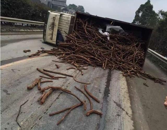 运海黄的车翻了, 木头滚落一地吓得司机腿软, 幸好围观的人不识货