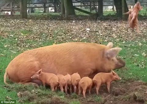 还是不是亲妈? 母猪生气, 把自家小宝宝一鼻子顶飞上天