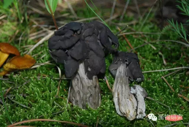 棱柄马鞍菌(木耳蘑 helvella crispa bull.