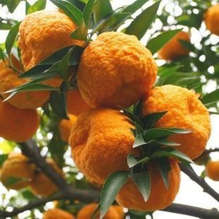 在安康, 吃完这25样东西, 冬天就要来了!