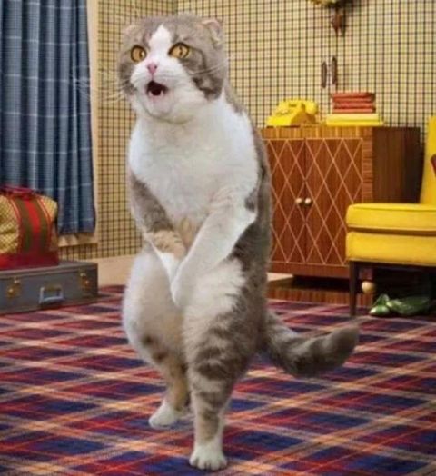 猫咪的日常搞笑故事, 喜欢动物的小伙伴们, 不要错过噢!