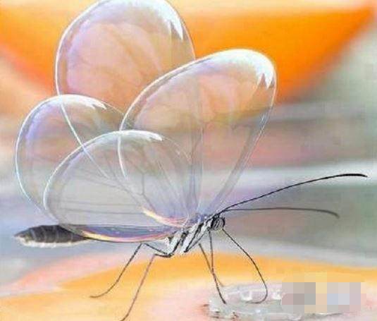 透翅蝶,又名玻璃翼蝶,热带蝴蝶,主要分布在巴拿马到墨西哥地区.