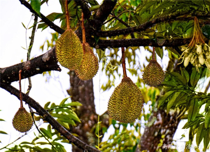 社区 论坛 科教论坛  发帖一, 生长环境 榴莲是一种纯热带水果 要在