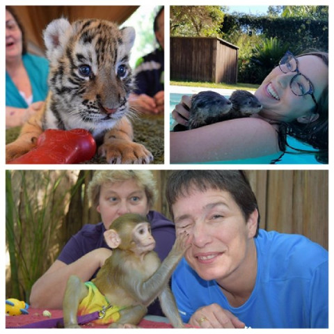 美一动物园强迫虎崽与游客一同游泳