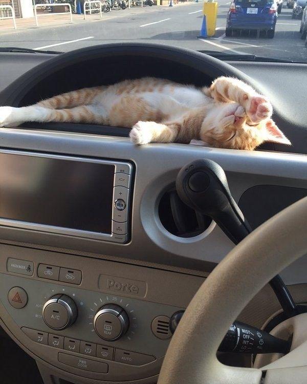 主人开车带猫咪去兜风, 看这舒服的躺姿, 还能让人专心开车吗?