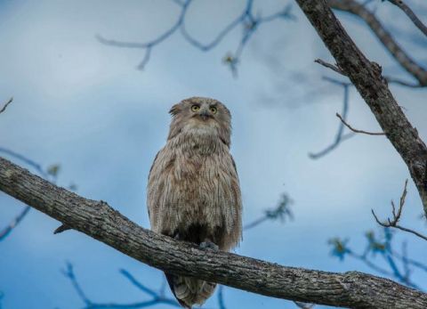 世界上最大的猫头鹰是谁 14240819570095341674.jpg?id=0&from=export