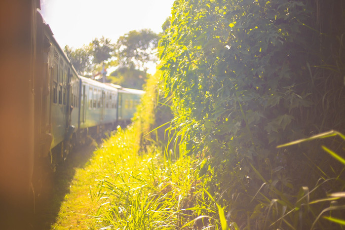 掛火車飛馳在高山茶園