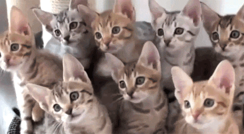 七只猫点头的动图图片