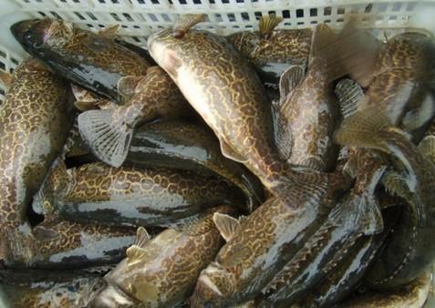 存在三个弊端: 1,鱼钩无论挂在鱼的背鳍根部还是挂在口腔上膛硬腭部位