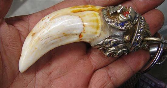 "在延吉市铁南东明市场附近有人交易虎骨,虎牙