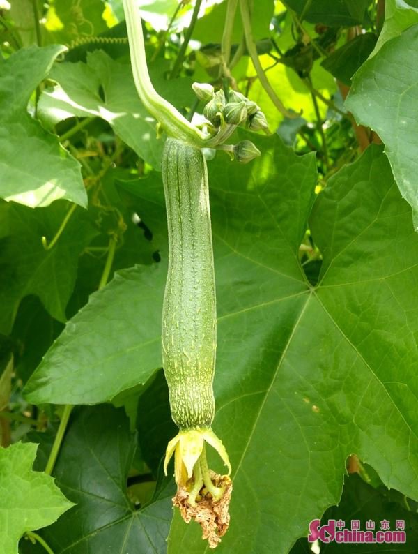 临沂郯城: 现罕见丝瓜雌雄同花同株瓠果